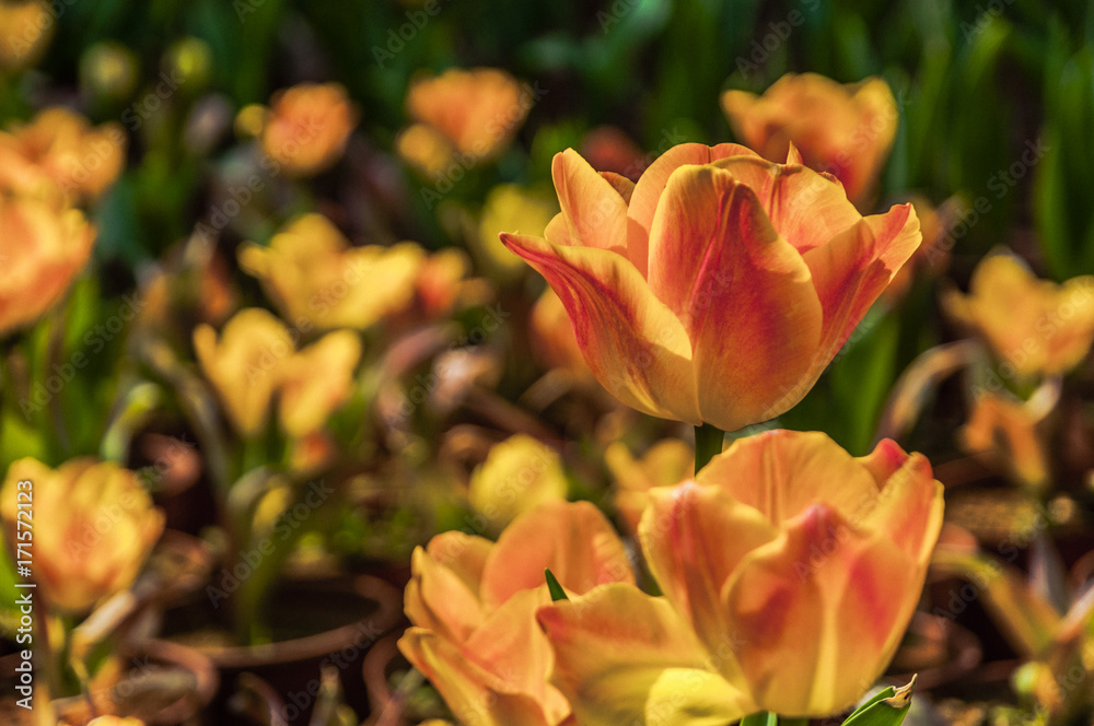 Beautiful tulips flower closeup in garden