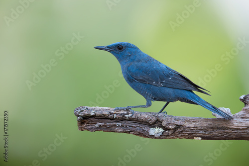 Blue bird in highland forest,natural blurred background..Bird watching and photography is a good hobby to educate conservation attitude.