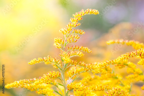 Inflorescences of a yellow field flower of a goldenrod photo