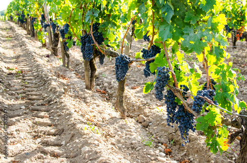 Tableau sur toile Bunch of grape in a South West of France vineyard
