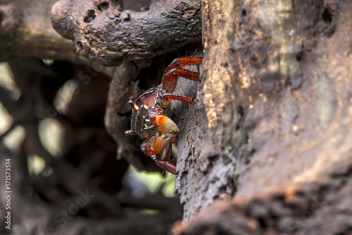 Aratu-vermelho (Goniopsis cruentata) | Mangrove root crab  photographed in Vitoria, Espírito Santo - Southeast of Brazil. Atlantic Forest Biome. photo