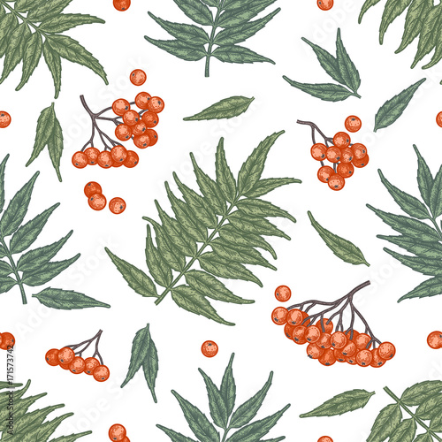 Etching autumn rowan seamless pattern.
