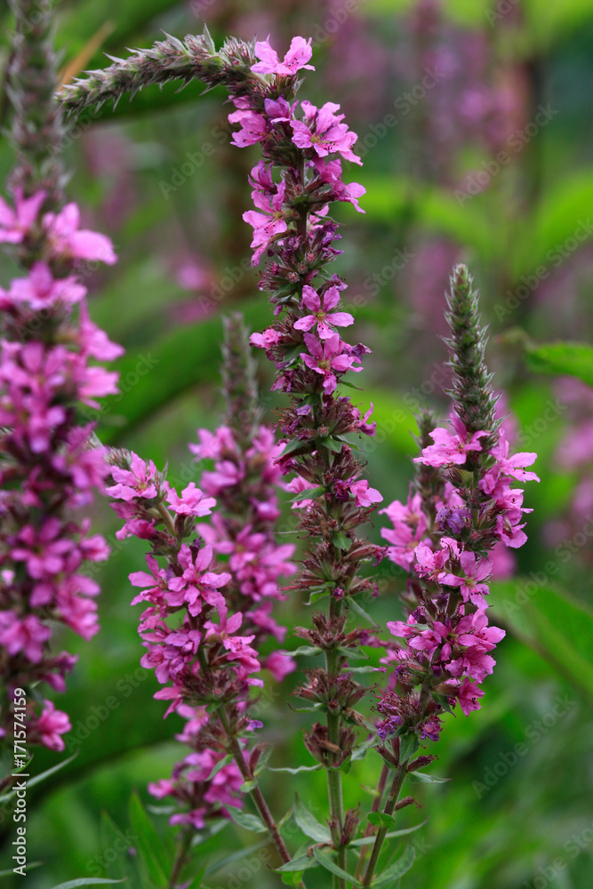 Fototapeta premium Gewöhnliche Blutweiderich (Lythrum salicaria), Blüten