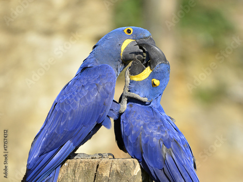 Closeup of two Hyacinth macaws  Anodorhynchus hyacinthinus  kissing 