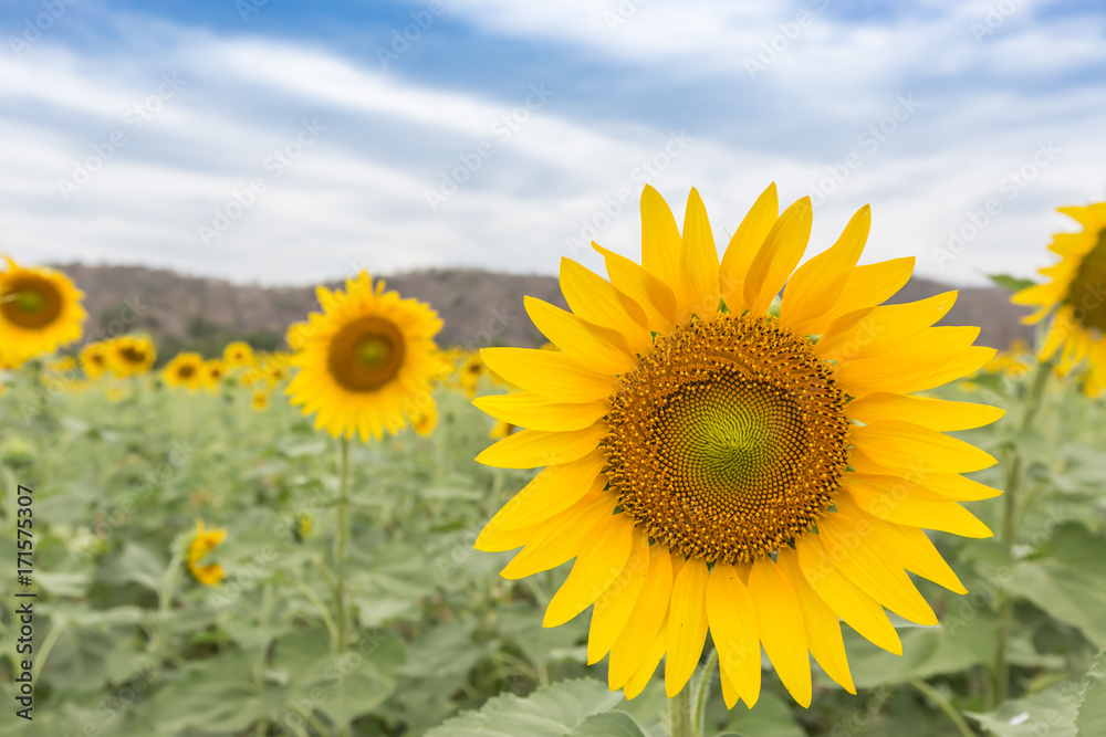 Sunflowers(Helianthus)