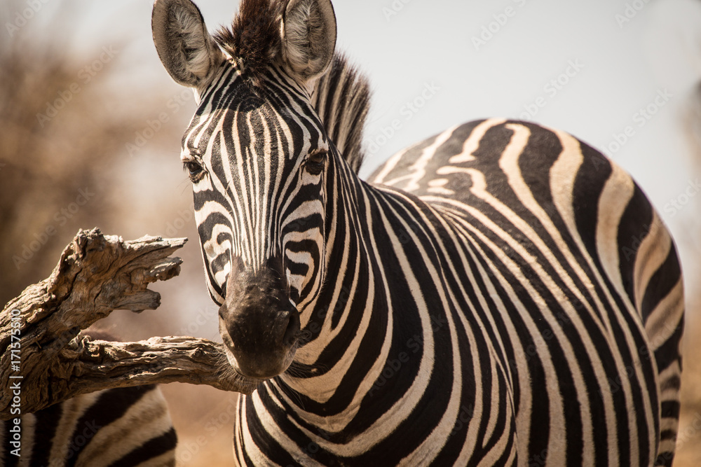 Naklejka premium Zebry, Park Narodowy Chobe, Botswana