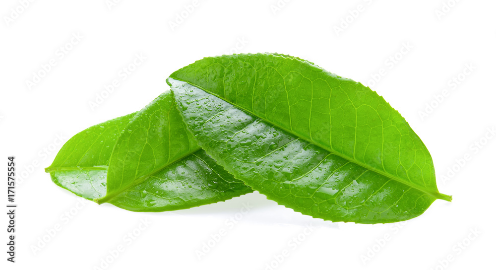 Obraz premium tea leaf isolated on white background