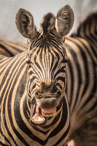 Zebra making a funny face  Chobe National Park  Botswana