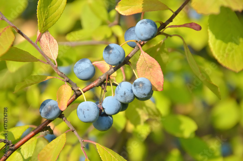 Sloe berry on the branch (prunus spinosa) with copy space