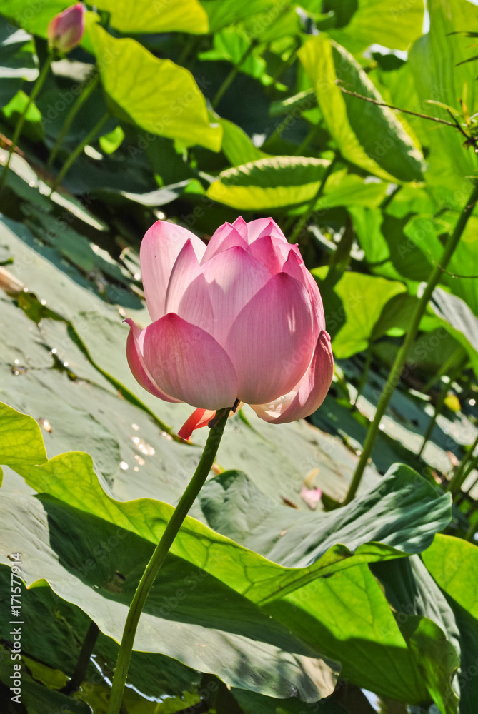 Lovely pink lotus flower
