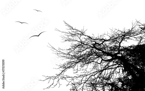 bird flying around a tree branch  vector