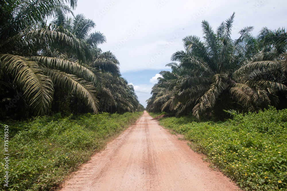 Obraz premium Palm Plantation