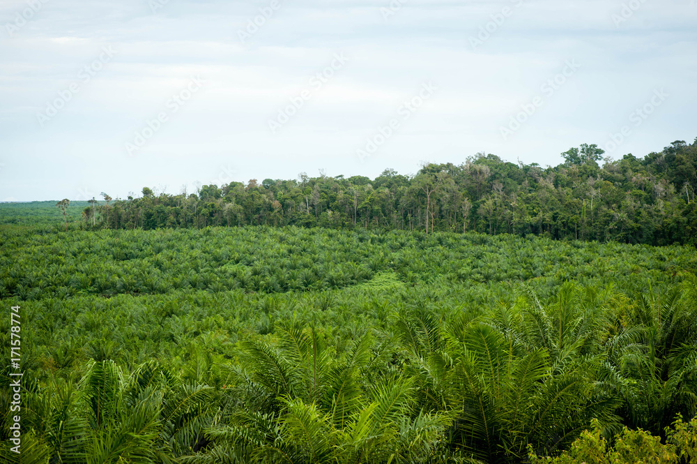 Palm Plantation