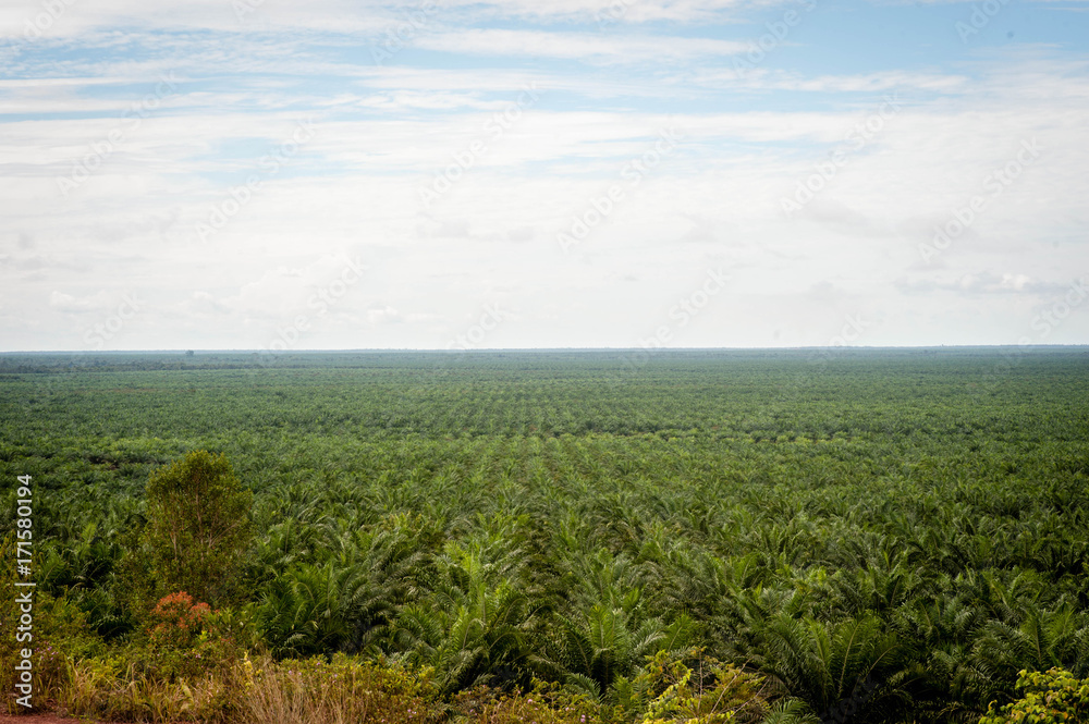 Fototapeta premium Palm Plantation