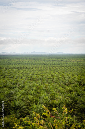 Palm Plantation © arikbintang