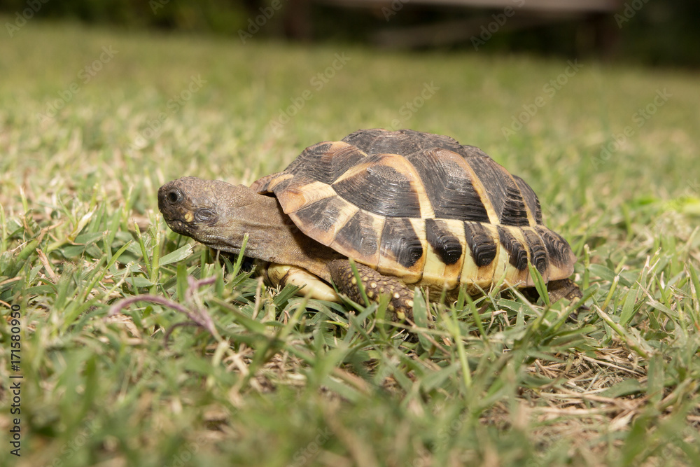 a Forests turtle walking on a green grass a Forests turtle walking on a green grass