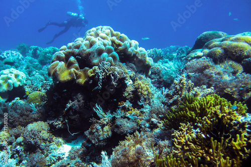 Fototapeta Naklejka Na Ścianę i Meble -  Coral reefs in the Komodo National Park. Under the water. Diving