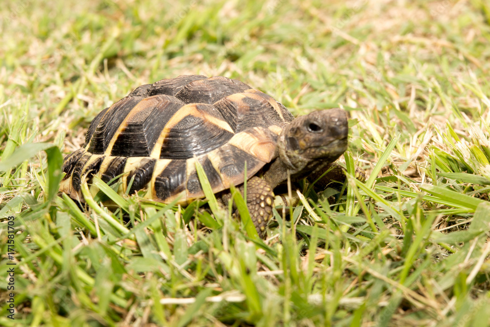 turtle in green grass moves slowly turtle in green grass moves slowly