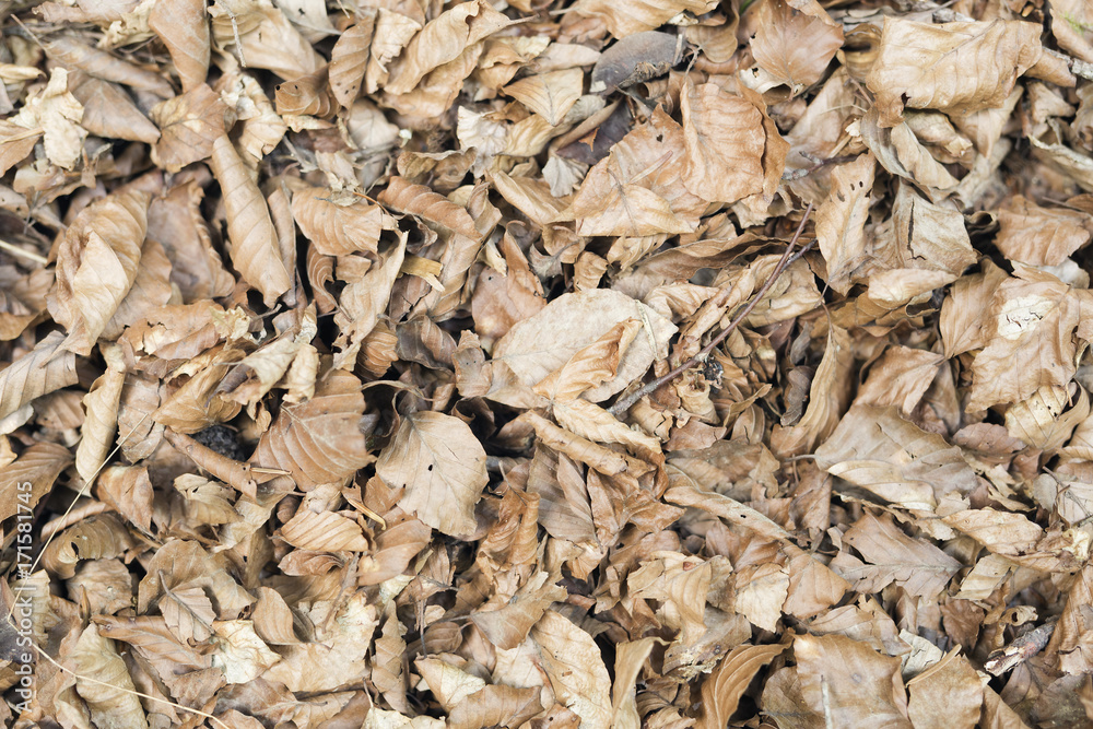 Dry leaves in a beech forest of the Irati Forest