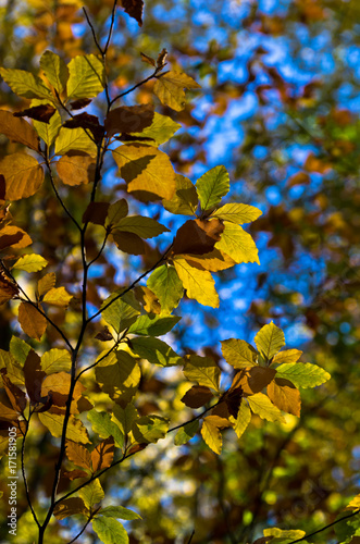 Green yellow and orange leaves against blue sky on an autumn sunny day in Serbia