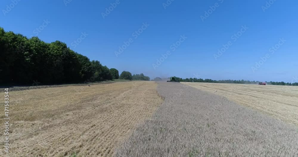 Aerial front view of harvesting of wheat by green combine Aerial front view of harvesting of wheat by green combine
