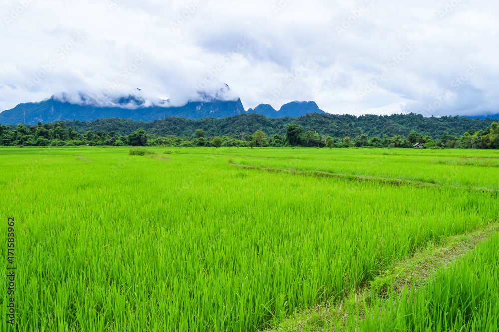 rice field in Vang Vieng Lao