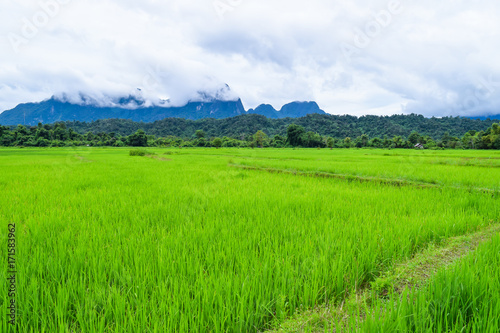 rice field in Vang Vieng Lao