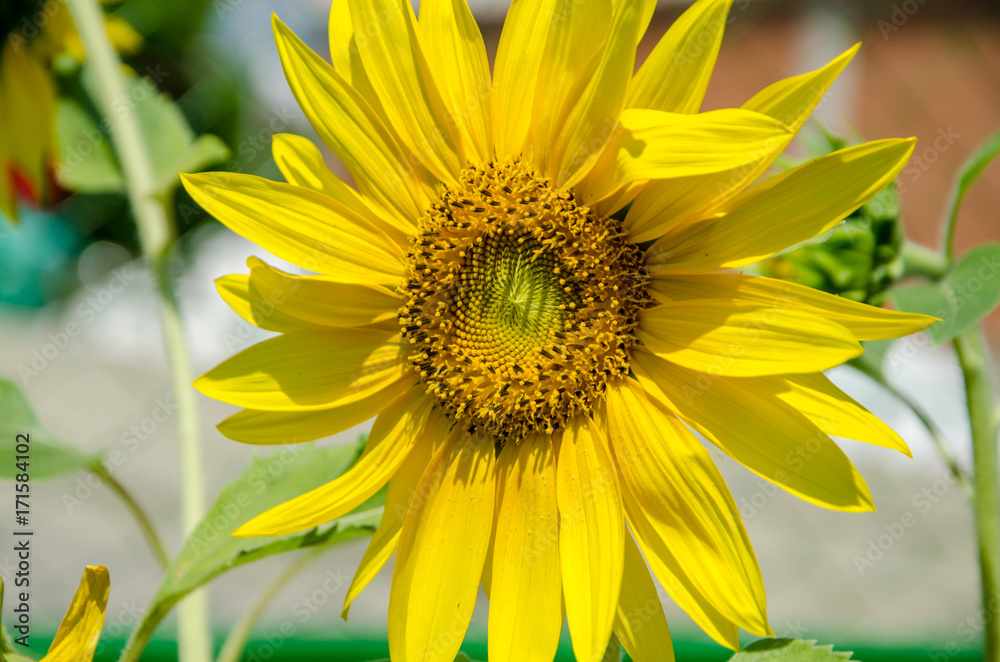 Obraz premium Beautiful sunflower