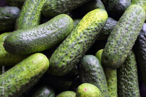 fresh pickling cucumbers closeup food background