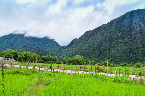 rice field in Vang Vieng Lao