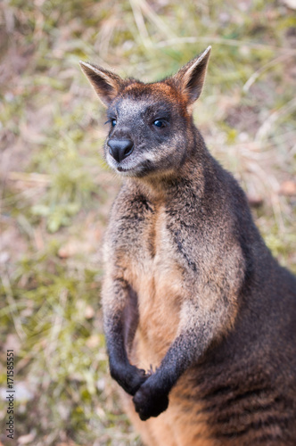 brown Kangaroo close up © zanna_