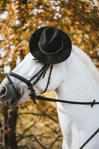 Adorable white horse wearing a black hat, autumn portrait