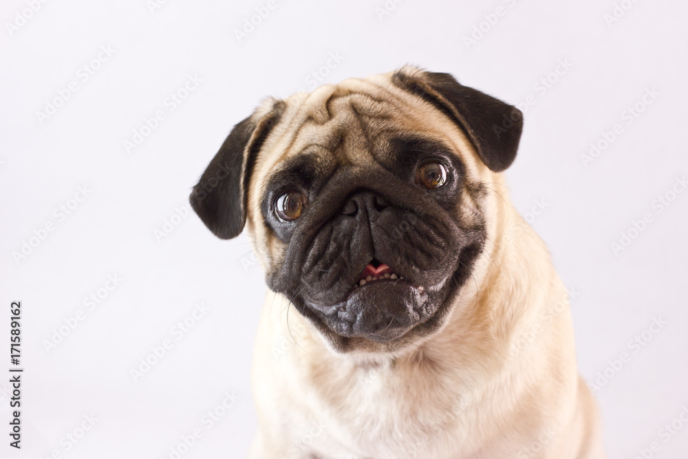 Sitting dog pug with big eyes isolated Sitting dog pug with big eyes isolated