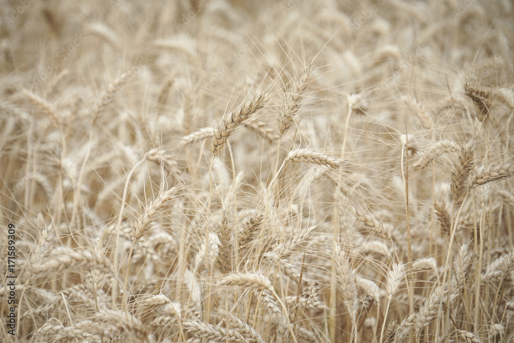 Fototapeta premium Wheat