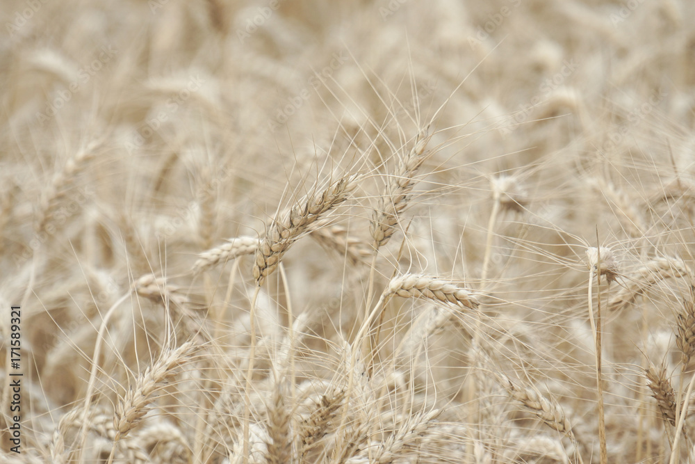 Fototapeta premium Wheat