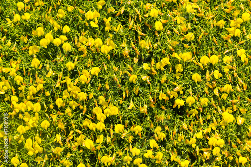 Yellow flowers and vegetation in Arrifana