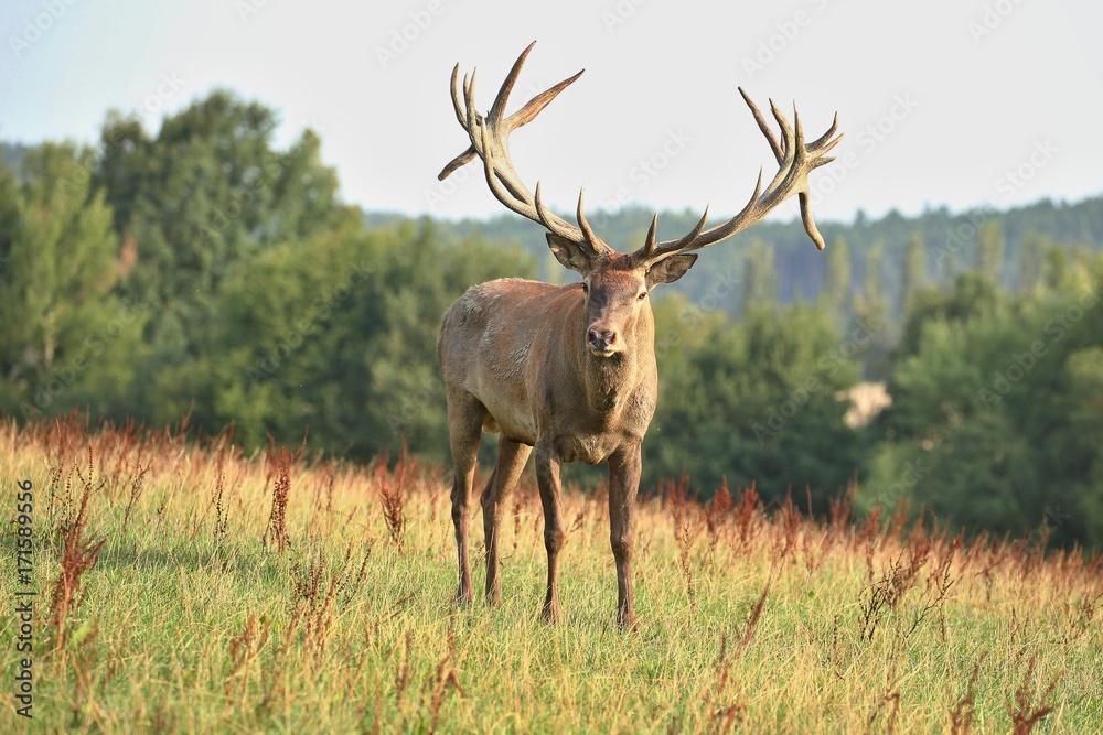 Big and beautiful red deer during the deer rut in the nature habitat of Czech Republic, european wildlife, wild europa, deer rut, Cervus elaphus. Big and beautiful red deer during the deer rut in the nature habitat of Czech Republic, european wildlife, wild europa, deer rut, Cervus elaphus.