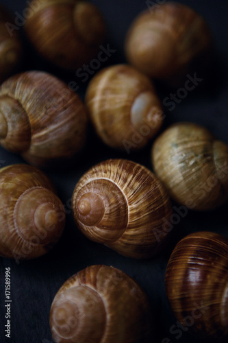 Close up of snails
