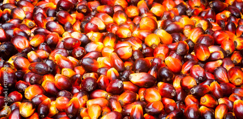 Palm oil Fruits