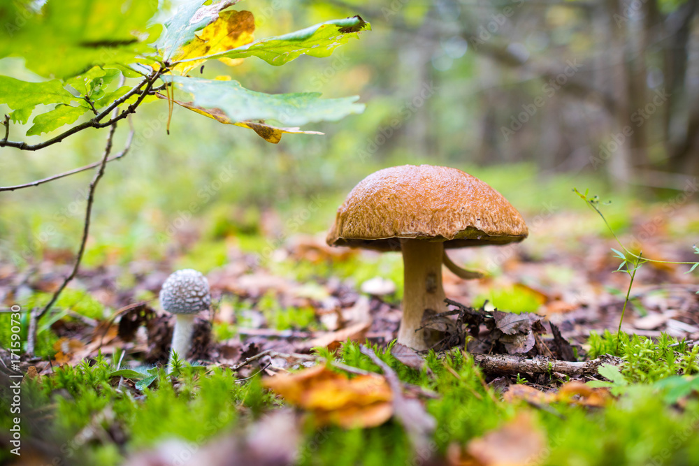 Fototapeta premium white edible mushroom boletus close-up on nature background