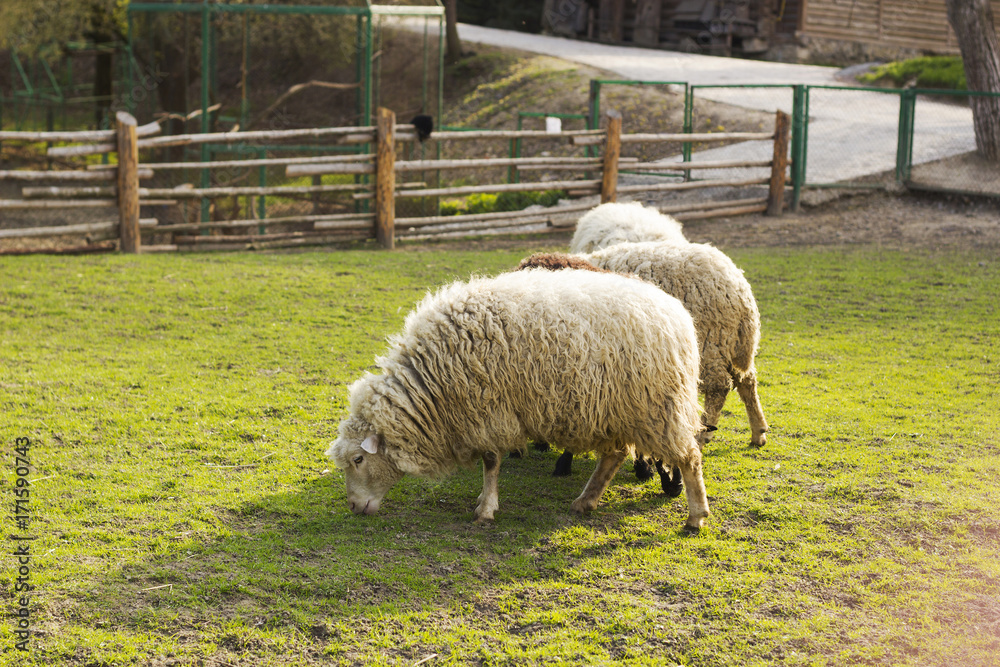 Grazing white sheeps on green meadow near wooden fence