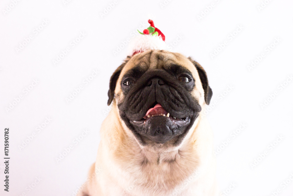 Dog pug with christmas hat on the white ground. Isolated