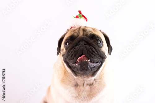 Dog pug with christmas hat on the white ground. Isolated © Anna