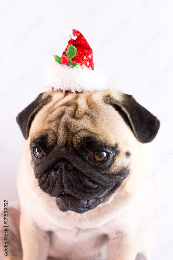 Dog pug with christmas hat on the white ground. Isolated