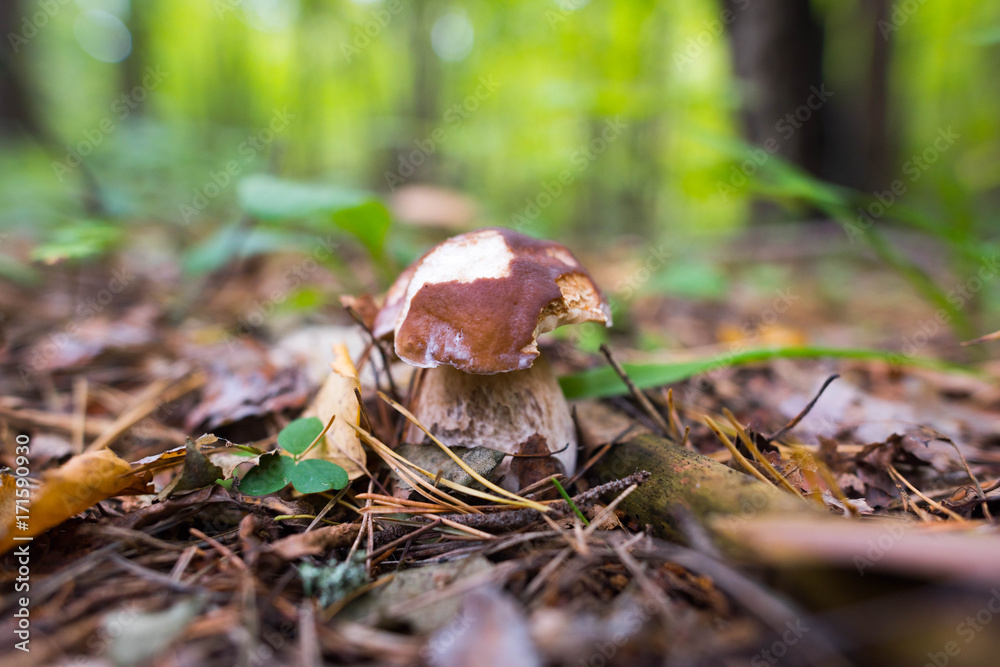 white edible mushroom boletus close-up on nature background white edible mushroom boletus close-up on nature background