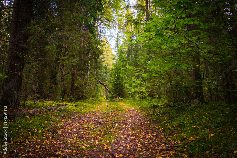 landscape of autumn forest with falling yellow leaves