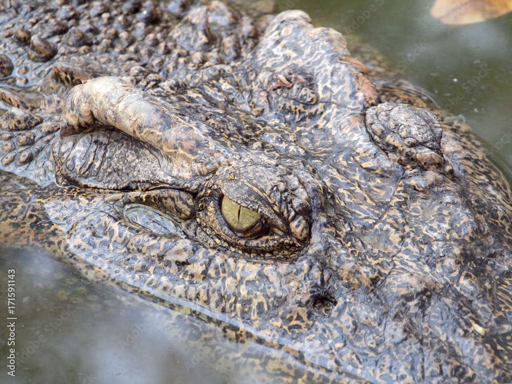Fototapeta premium Crocodiles close up in Thailand