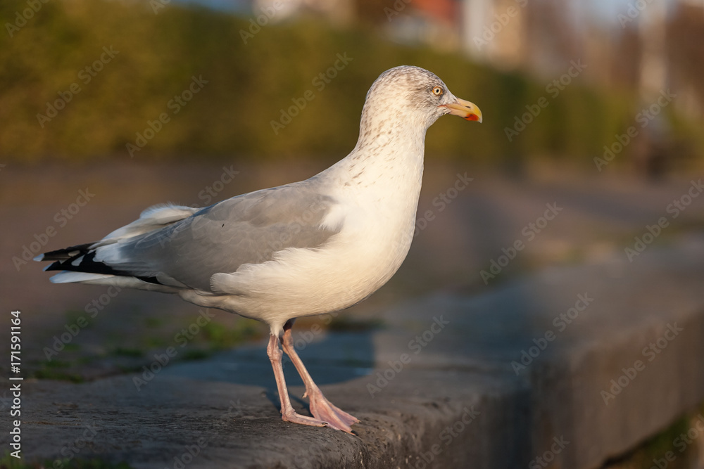 Seagull sitting on the pavement - Brouwershaven, Zeeland, Holland, Netherlands, Europe Seagull sitting on the pavement - Brouwershaven, Zeeland, Holland, Netherlands, Europe