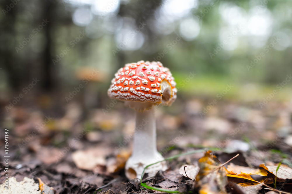 red amanita close-up on a nature background red amanita close-up on a nature background