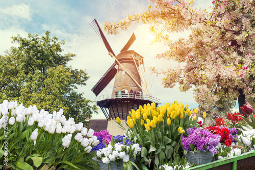 Photography Landscape with tulips, traditional dutch windmills and houses near the canal in Zaanse Schans, Netherlands, Europe